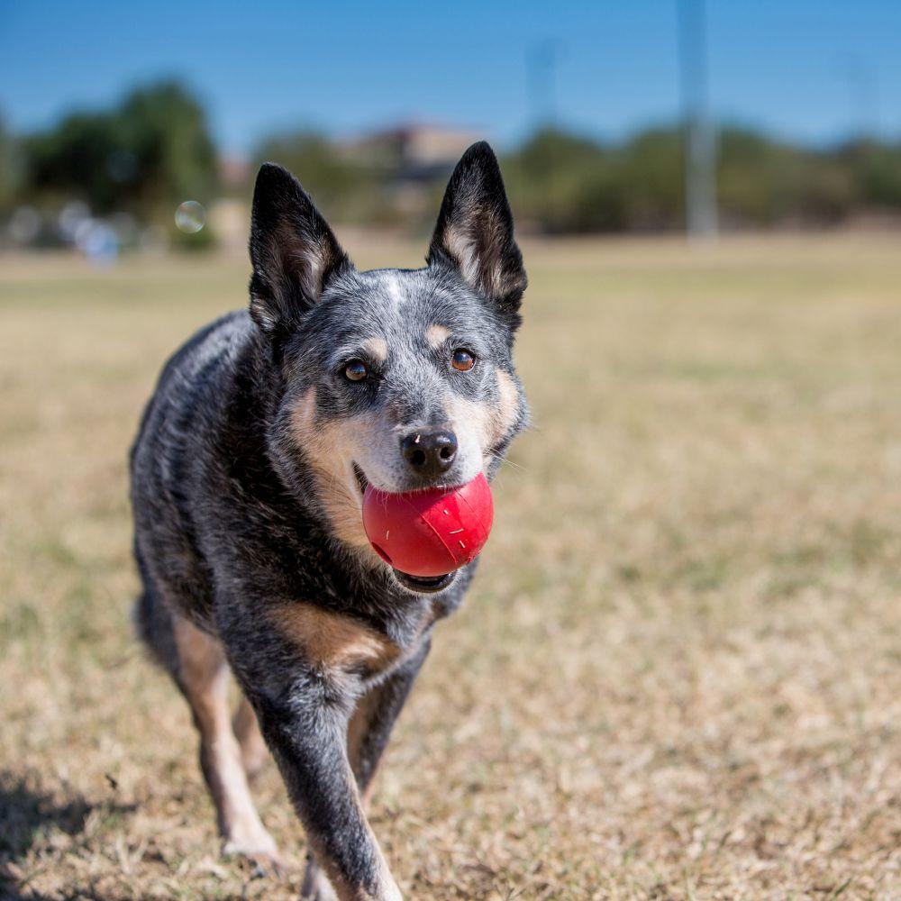 KONG Reflex Ball For Dogs