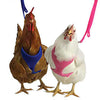 Valhoma Chicken Harness