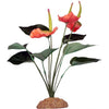 Komodo Anthurium Bush (29cm/11.5