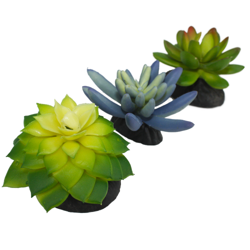 Komodo Desert Succulent Plant