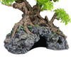 Komodo Bonsai Tree