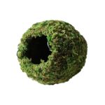 Galapagos Green Mossy Cave Diameter