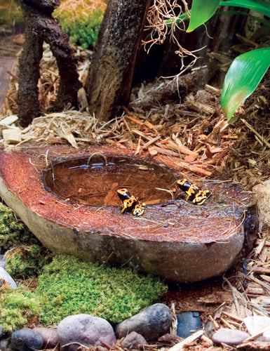 T-Rex Reptile Terrarium Decor - Wetlands Bowl