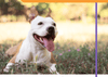 Vet Worthy Stop Stool Ingestion Liver Flavored Soft Chew for Dogs