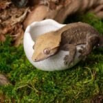 Galápagos Egg Dishes