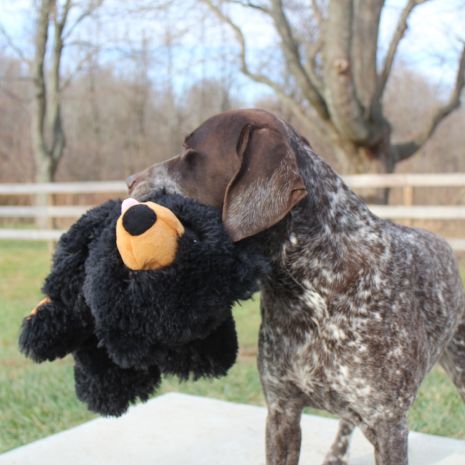 Tall Tails Stuffless Black Bear Squeaker Dog Toy