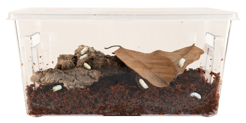 Creatures® Roly-Poly Kit – Isopod Habitat