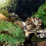 Galapagos Royal Pillow Moss 8QT