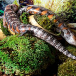 Galapagos Royal Pillow Moss 8QT