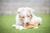 Barking Buddha Peanut Butter Beef Cheek™ Original Chips 1 lb. Value Bag (2 Pack) for Toy to Small Dogs / Light Chewers
