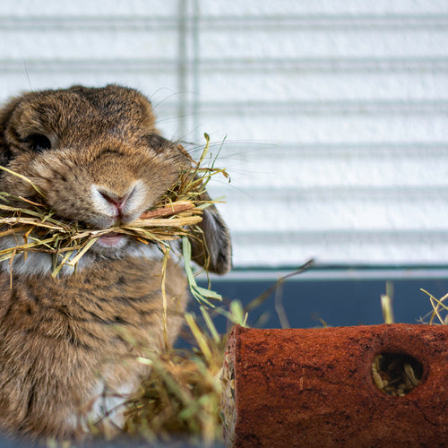 Wild Harvest Stuffed Logz 7.7 oz