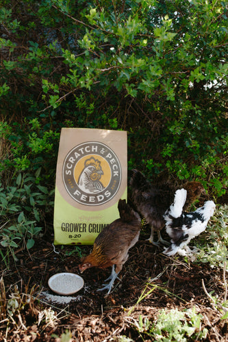 Scratch and Peck Feeds Organic Grower Crumble 35lb