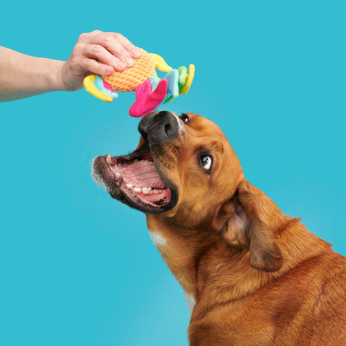 BARK Ahi Tina Plush Tug Dog Toy