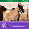 Nutrena® Goat Medley